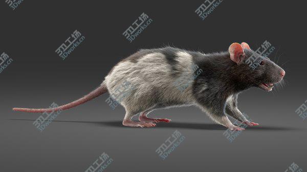 images/goods_img/20210312/Rat (Fur) (4) 3D model/3.jpg